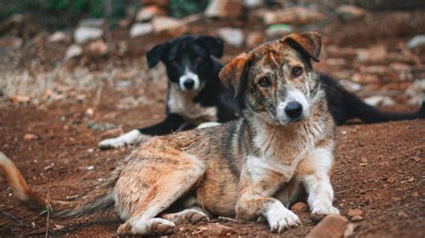 Which Is The World's Only Country With No Stray Dogs: Here’s How They ...