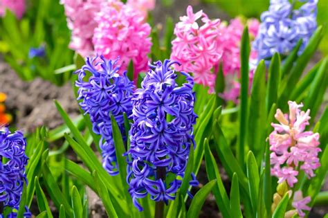Grape Hyacinth Purple Bloom