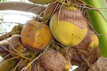 नारळावरील इरिओफाईड कोळीचे व्यवस्थापन