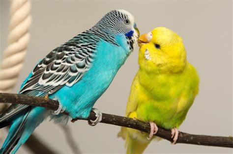Image result for How Do Birds Reproduce