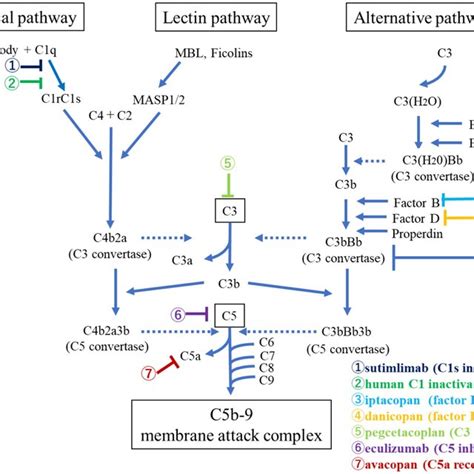 Image result for Complement Activation