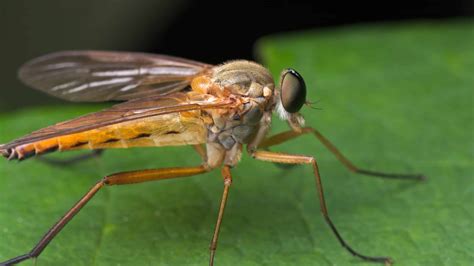 How Do Flies Reproduce? - A-Z Animals