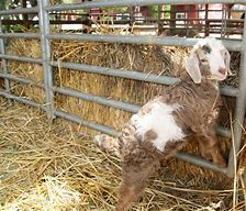 Image result for Cute Baby Lamb Animals
