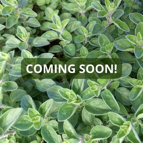 Marjoram You In Spanish at Mildred Rohe blog