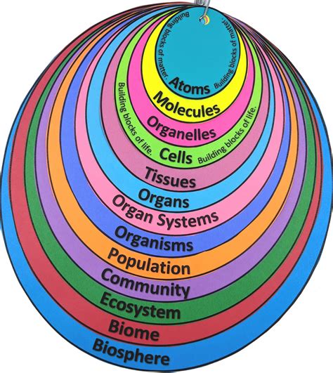 Levels of Organization From Atoms to Biosphere Interactive Note ...