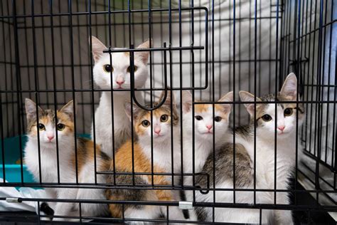 Experts grow concerned as trend during 'kitten season' worsens: 'Every year we just know it’s ...