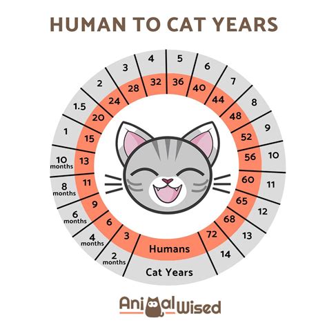 How Old Is My Cat In Human Years? - Cat Age Converter