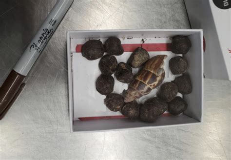 Image result for Giraffe Poop Facts