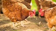 nourriture poules pondeuses alimentation pour poules pondeuses c 244 t 233 maison nourriture poules pondeuses alimentation pour poules pondeuses c 244 t 233 maison