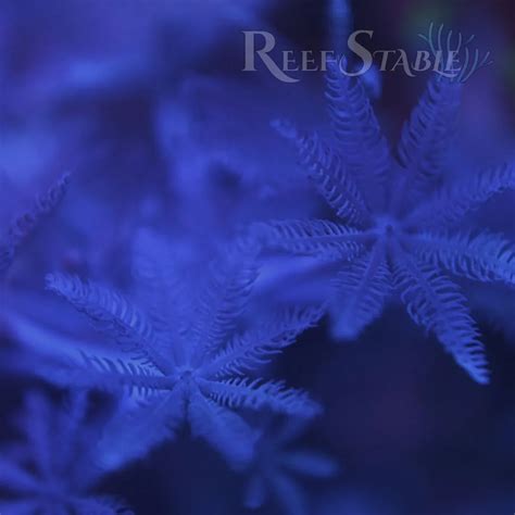 Pulsing Xenia | Reef Stable