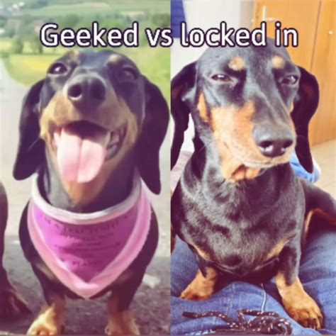 Geeked vs locked in | Really funny pictures, Funny reaction pictures ...