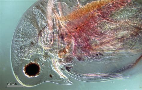 Effect of Caffeine on Daphnia Heart Rate - Snab Biology