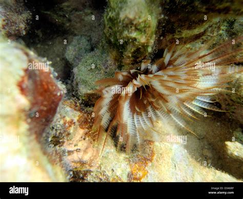 Feather duster worm hi-res stock photography and images - Alamy
