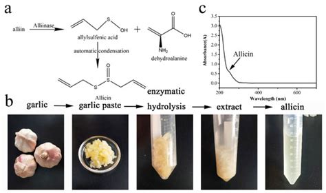 Construction and Activity Study of a Natural Antibacterial Patch Based ...