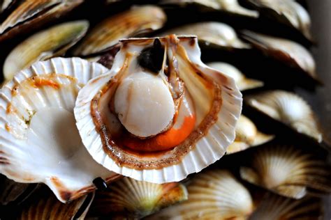 27 Facts About Scallop - Facts.net