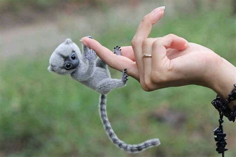The Smallest Monkey In The World! | Baby animals pictures, Animals ...