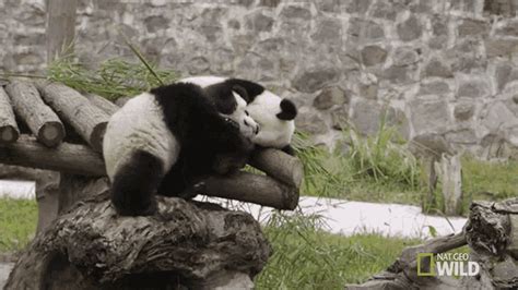 Image result for Pandas Library Python Application