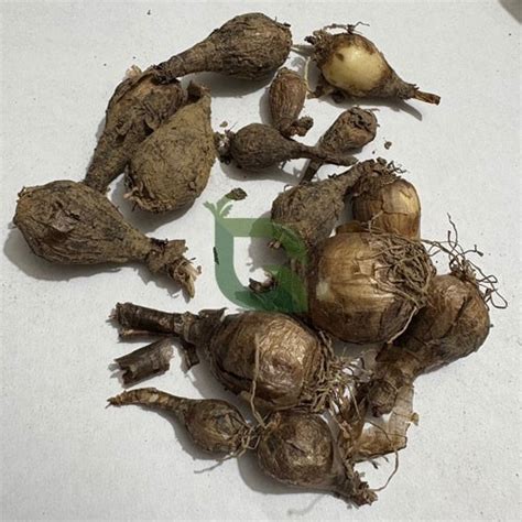 Buy Rain Lily Flower Bulbs Mixed Color Online – Golden Hills Farm