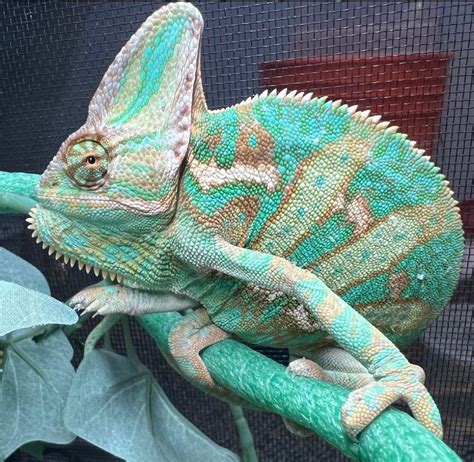 Species Of Pet Chameleons at Rachael Sattler blog
