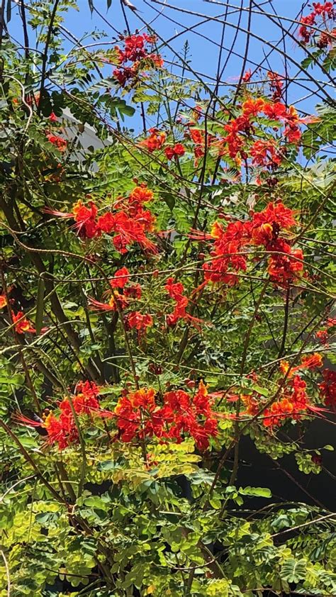 'Ohai Ali'i とPua 'A'ali'i | Coco Sisters Club ハワイのフラガールとオハナ