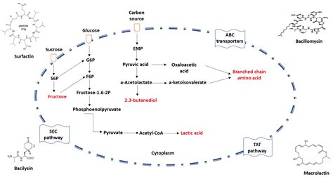Bacillus amyloliquefaciens | Encyclopedia MDPI