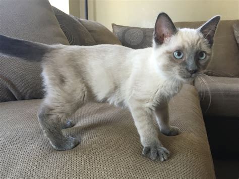 How To Tell If My Cat Is Siamese Mix at George Tarenorerer blog