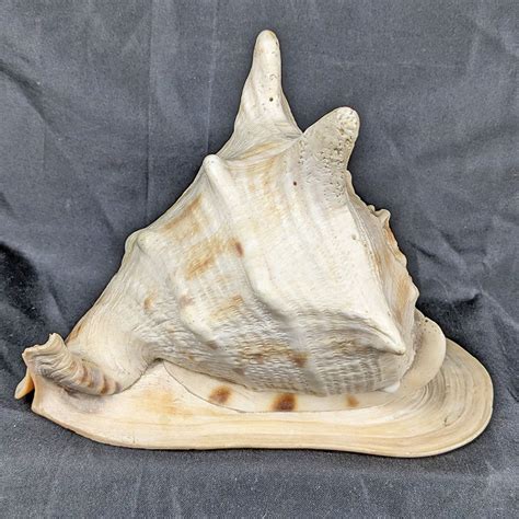 Image result for Large Conch Shell