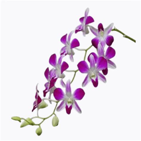 U9G Store Pack of 20 Sonia Purple Thai Origin Dendrobium Profuse ...