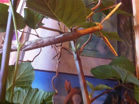 Phasmiden Stabschrecken Stabheuschrecken Eier zu verkaufen in Neresheim ...