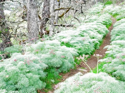 Forest Tree 的图像结果