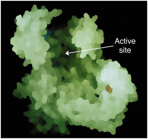 Bildergebnis für active site