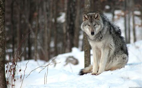 Wolf Dog Price In India (March 2024) | Wolf Dog - Best For Pets