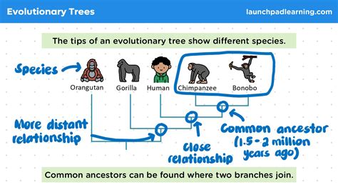Image result for Classification Systems GCSE