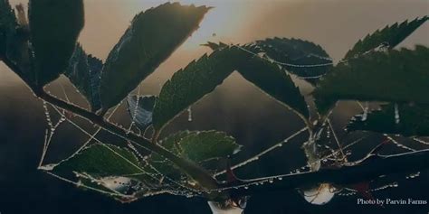 Pancoast Funeral Home | Vineland, NJ Funeral Home & Cremation