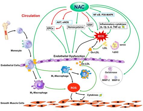 N-Acetylcysteine and Atherosclerosis: Promises and Challenges
