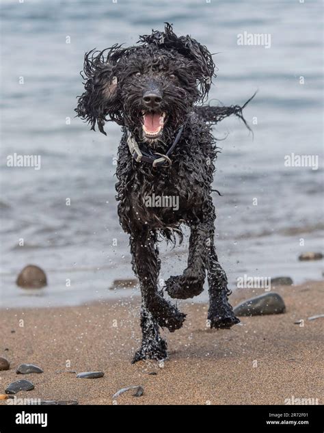 Image result for Cockapoo Running