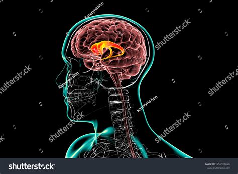 68 Language Processing Disorder Images, Stock Photos, 3D objects ...