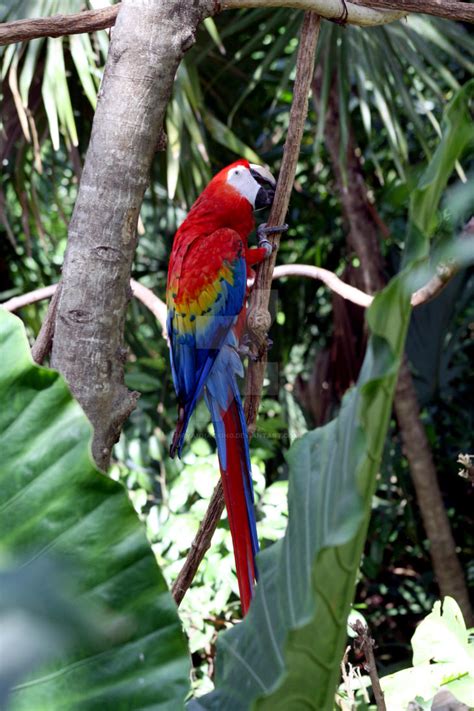 Image result for Coco Key Red Parrot