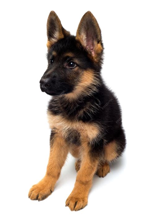 German Shepherd Brown And Black