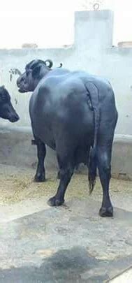 Murrah Buffalo 1/Vansh Dairy Farm