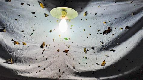 Moth Week: Experts reveal hotspots for spotting moths in urban spaces