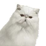 Buy Trusted Veterinary Medicines & Supplement | Goel Vet Pharma