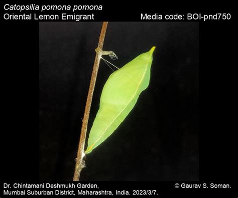 Catopsilia pomona pomona | Butterfly