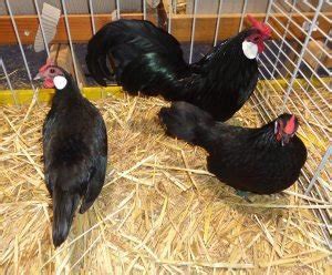 Image result for Miottled Java Chicken