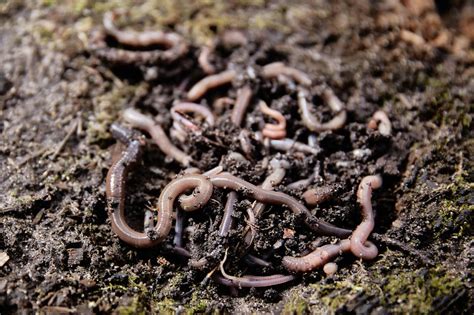 How Do Shells Form 的图像结果