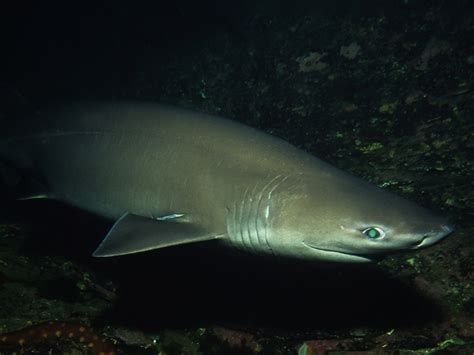 Image result for Alien Shark Cast