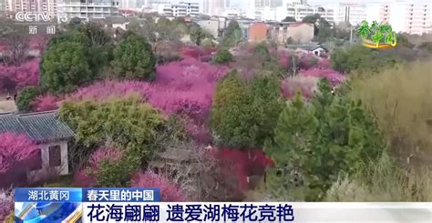 繁花似锦高清图片下载_红动中国