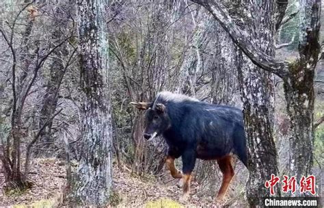 中华鬣羚在湖北神农架“露脸”-荆楚网-湖北日报网