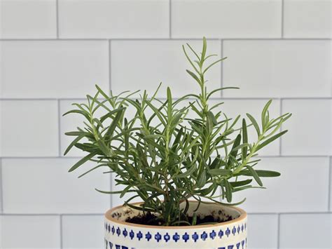 How Much Water Do Rosemary Need at Holly Mellott blog