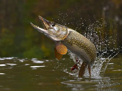 Pike Teeth: Do Pike Have Teeth? - A-Z Animals